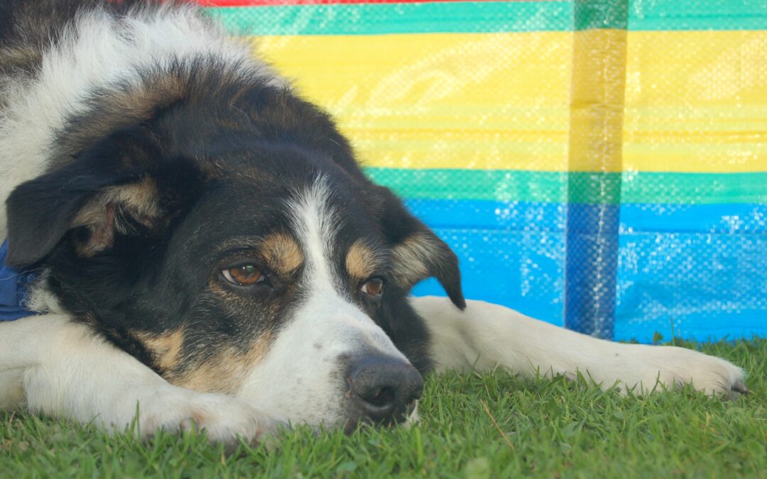 A tri-coloured border collie dog lying on the grass