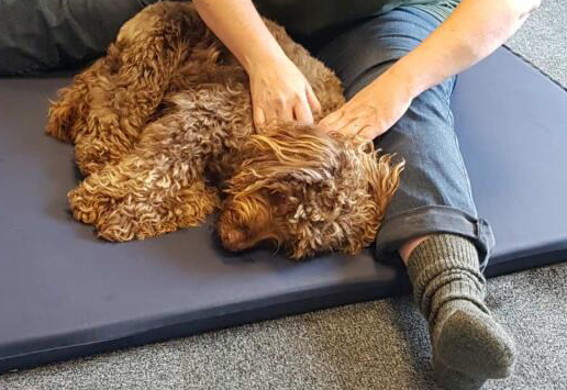 Cockapoo lying on a blue mat recieving myotherapy treatment