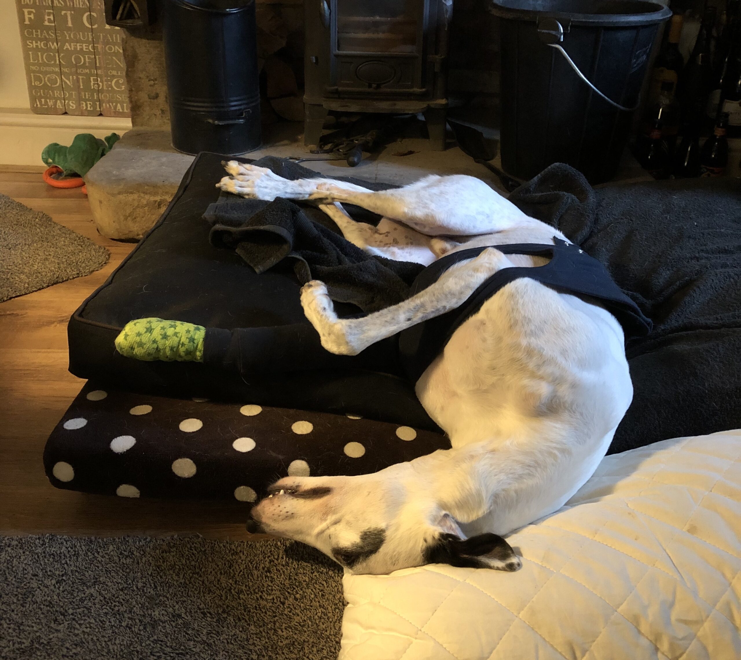 white dog with a bandaged leg lying on a mat