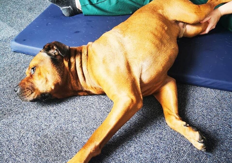 Large brown dog, lying on the floor relaxing during myotherapy treatment