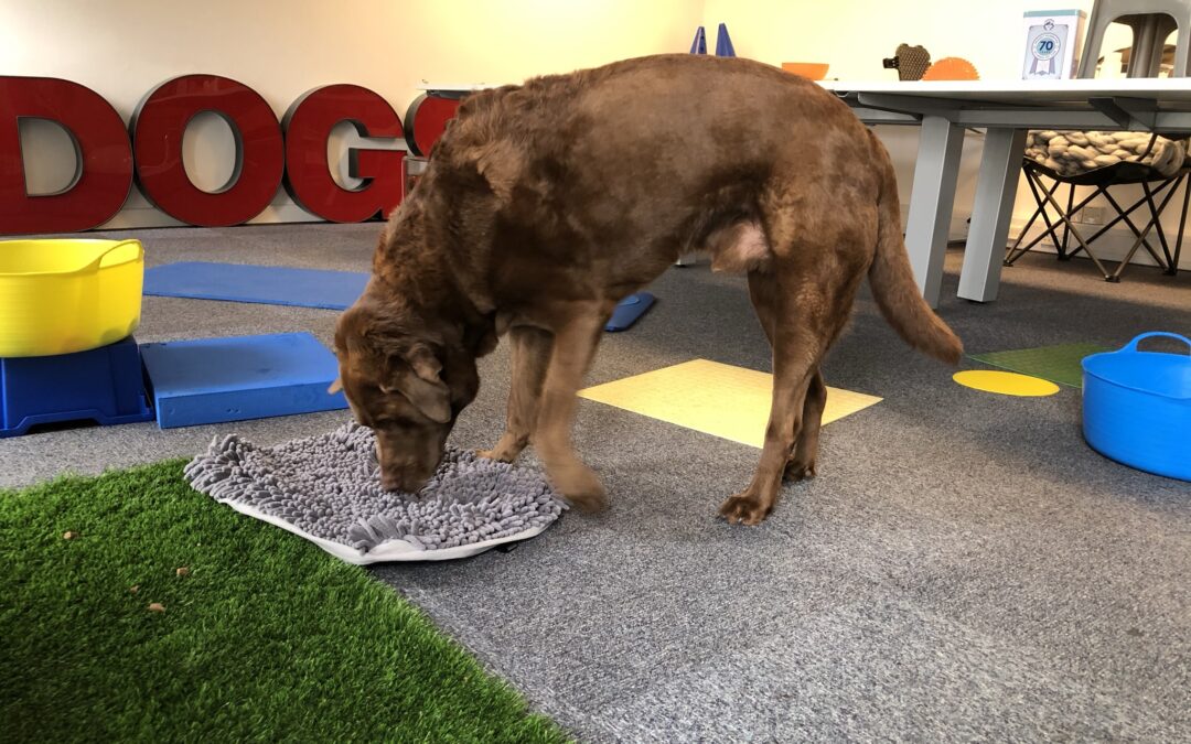 large brown dog suffering from elbow dysplasia undertaking free work at the moorland canine clinic to encourage mobility