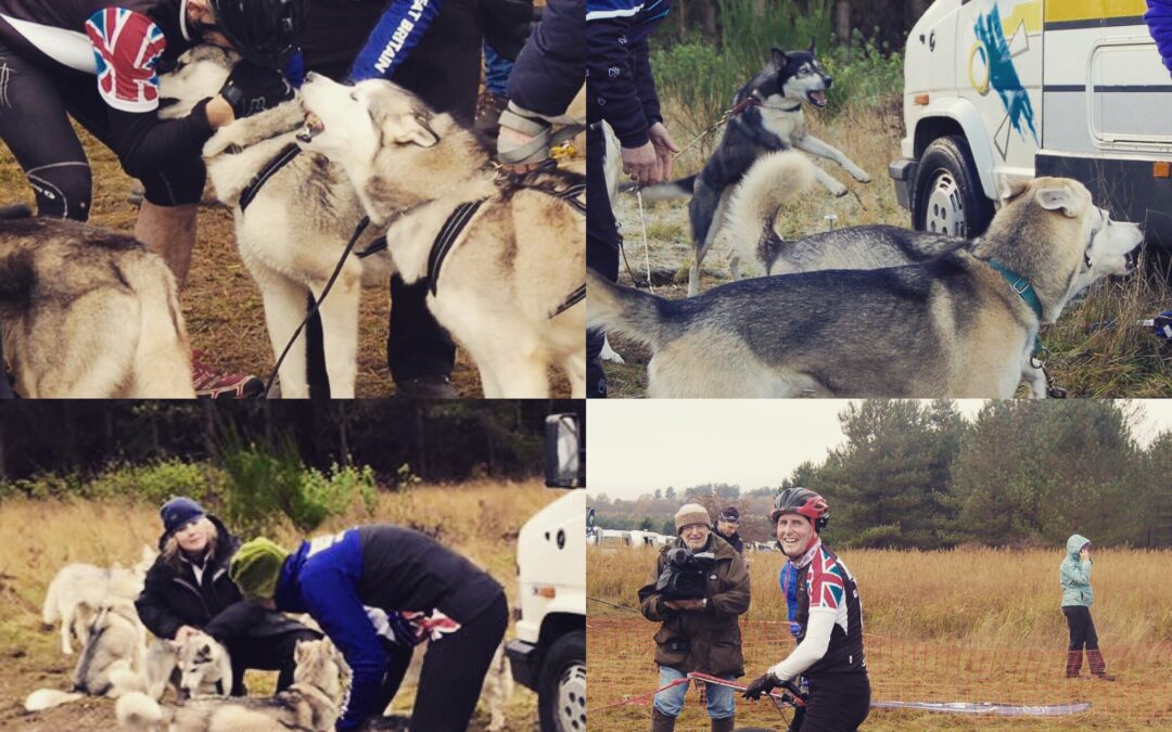 A montage of competitors and sled dogs at the IFSS European Dryland Championships 2016 being warmed up prior to competing or during post-race cool-down.