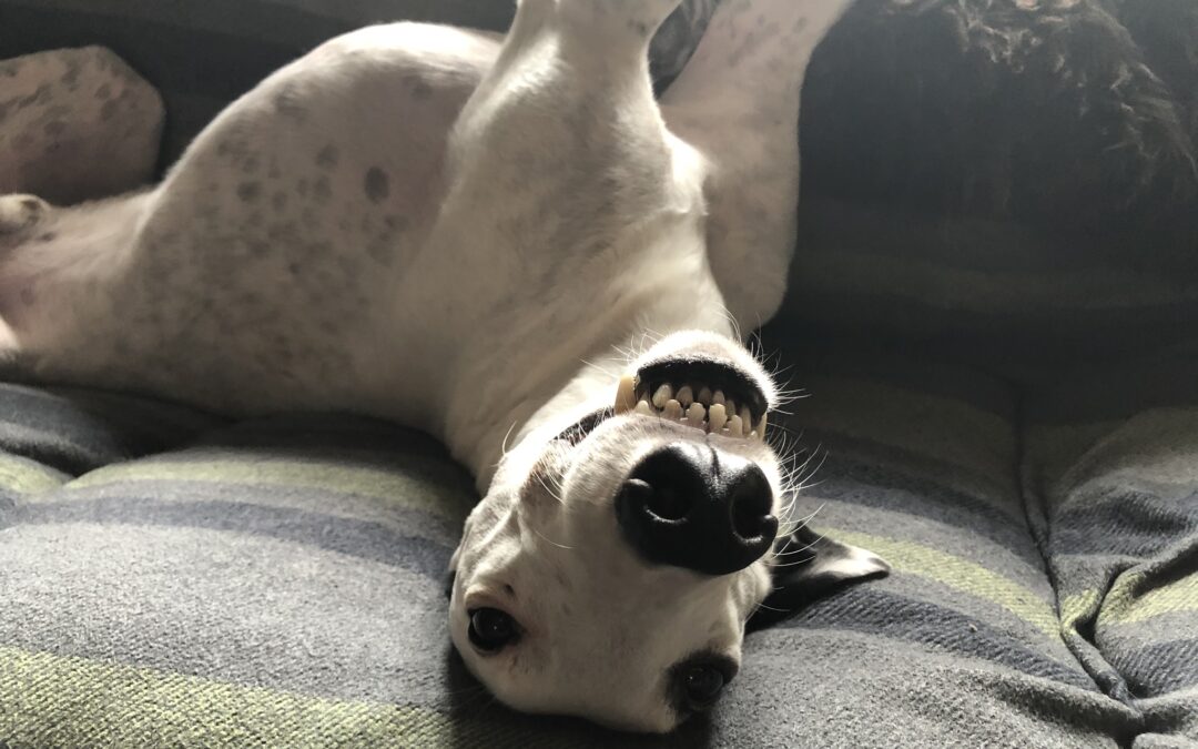 White greyhound lying on his back showing his teeth