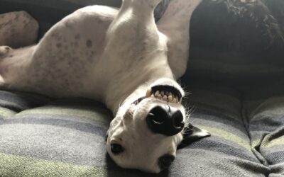 Greyhounds really are special!
