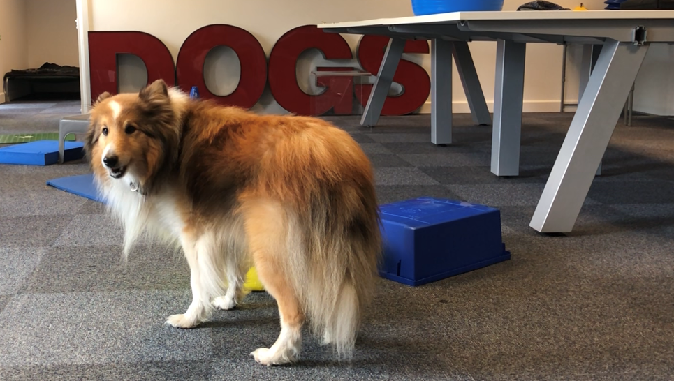 Shetland sheepdog standing in front of a free work set up