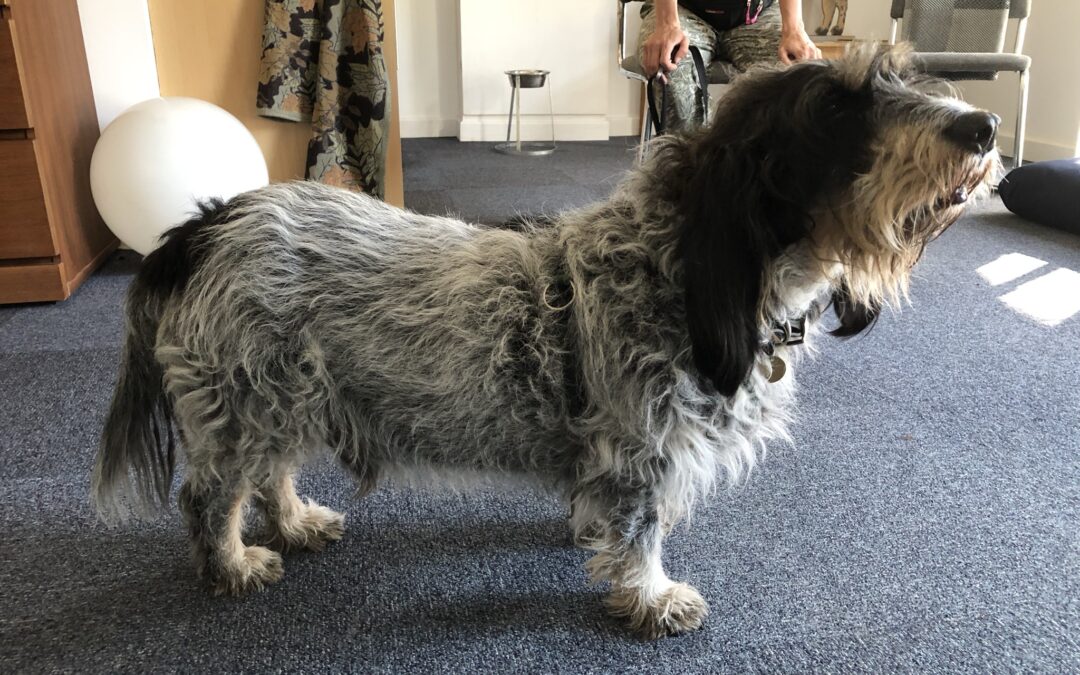 Griffon dog with spondylosis standing in the clinic